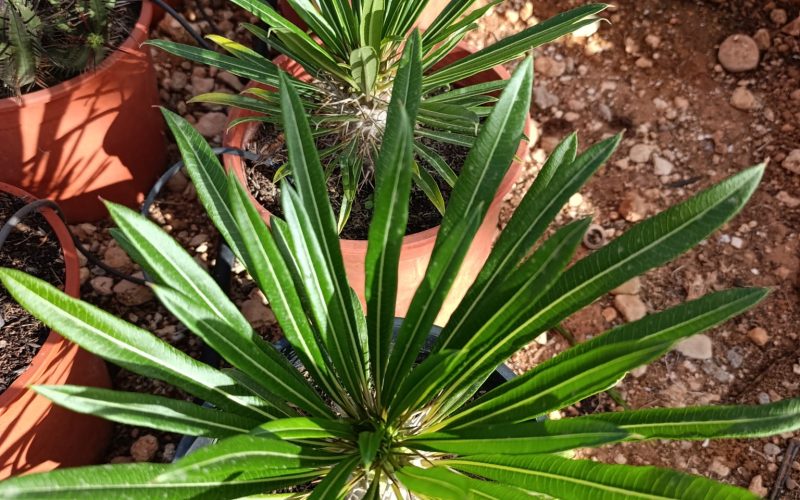 Apocynaceae