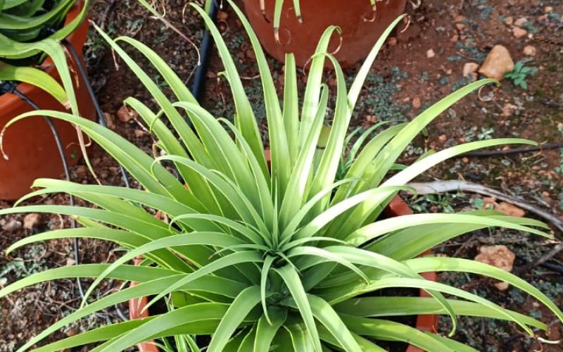 Asparagaceae