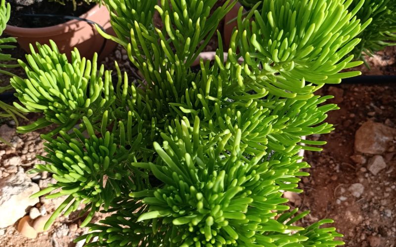 Asteraceae