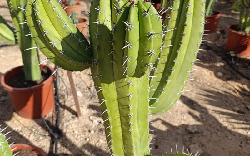 Cactaceae