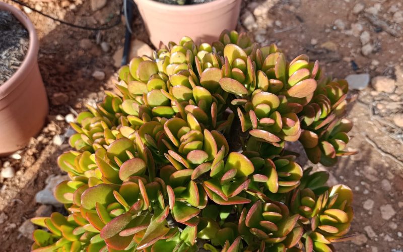Crassulaceae