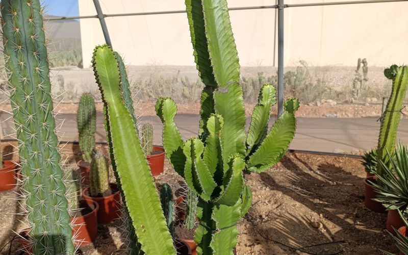 Euphorbiaceae