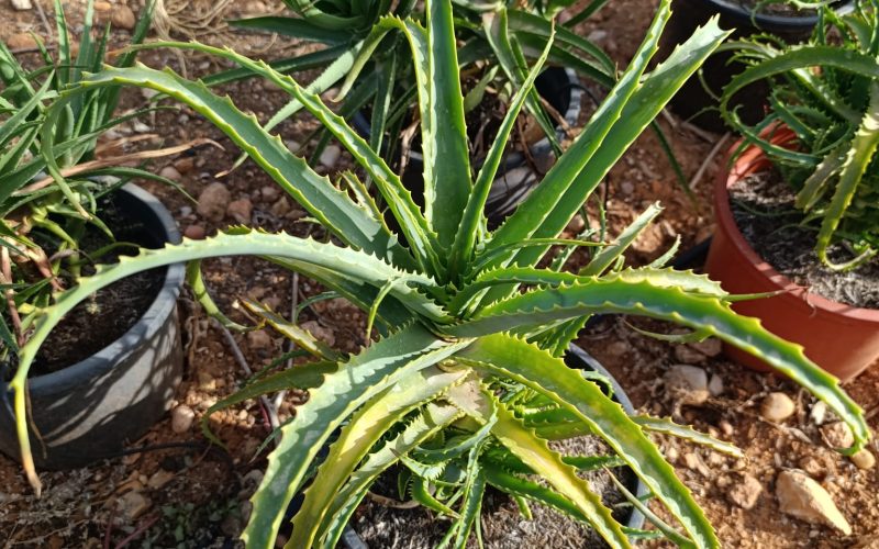 Xanthorrhoeaceae